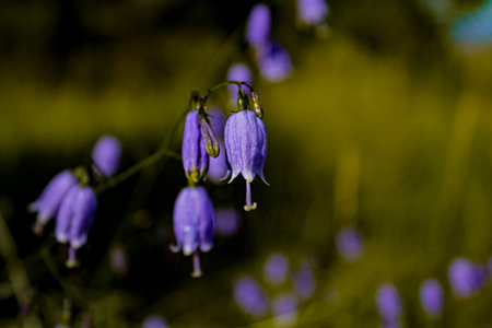 Adenophora divaricata flower also known as spreading-branch ladybellの写真素材