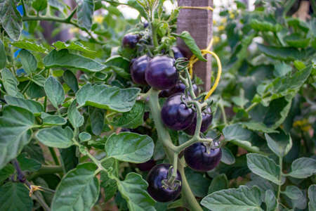Black tomatoes on branch in summer gardenの写真素材
