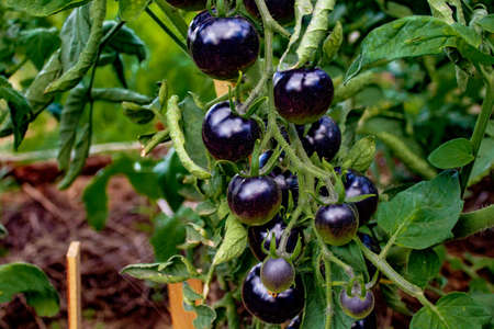 Black tomatoes on branch in summer gardenの写真素材