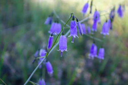 Adenophora divaricata flower also known as spreading-branch ladybellの写真素材