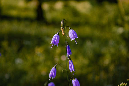 Adenophora divaricata flower also known as spreading-branch ladybellの写真素材