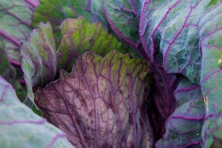 green purple cabbage leaves full frameの写真素材