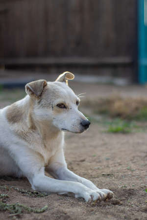 white dog portraitの写真素材