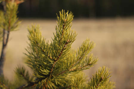 Pine tree fir needles close-up