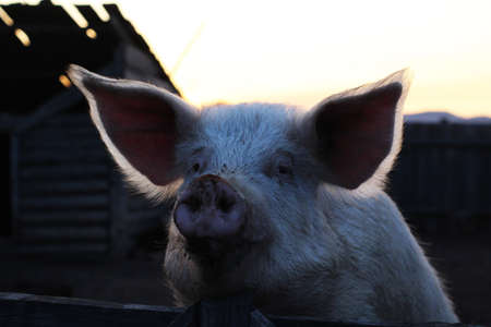Big pig looking from behind wooden fence in sunset