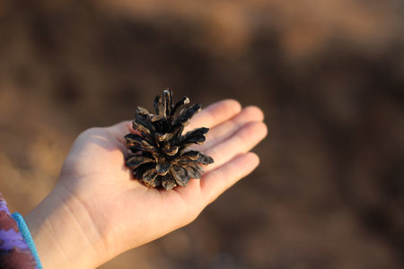 Old pine cone on child's palm