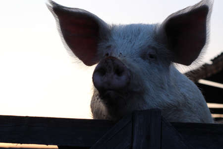 Big pig looking from behind wooden fence in sunsetの写真素材