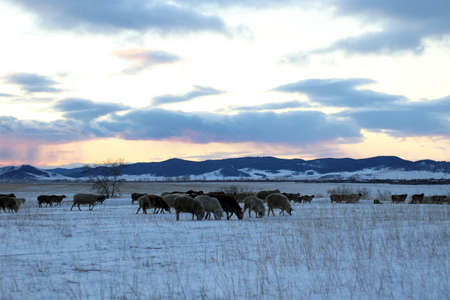Flock of Sheep grazing in Winter Harsh Weather Snow Field. Scenic Landscape View of Pasture near Rural Countryside Village against Snowcapped Mountains on Horizon under Sunset Clouの写真素材