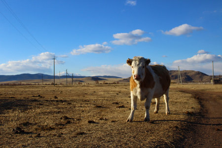 Cow herd on village pastureの写真素材