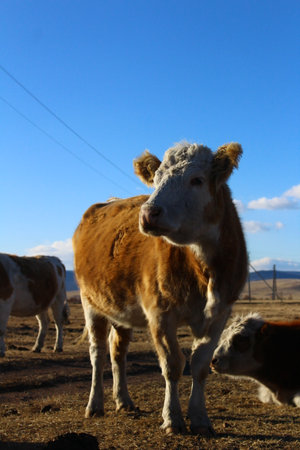 Cow herd on village pastureの写真素材