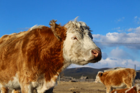 Cow herd on village pastureの写真素材