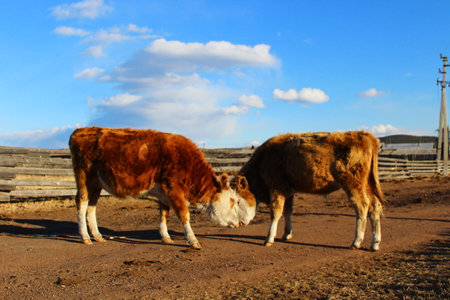 Cow herd on village pasture