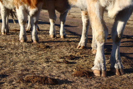 Hooves hoof cow legs
