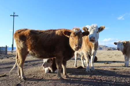 Cow herd on village pastureの写真素材