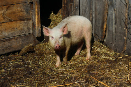 Piglet in the pigpenの写真素材