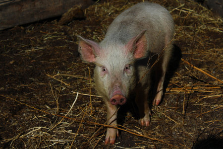 Piglet in the pigpen