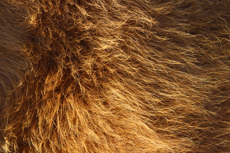 Cow's fur full frame