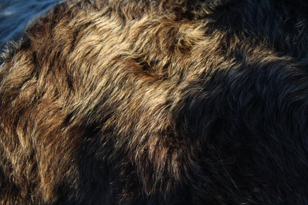Cow's fur full frameの写真素材