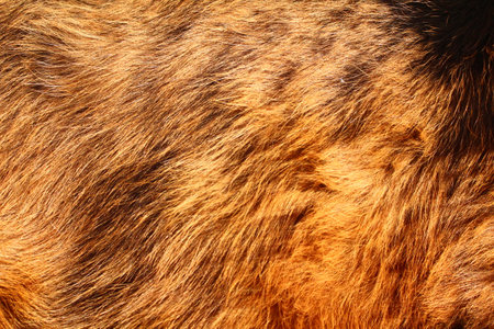 Cow's fur full frameの写真素材