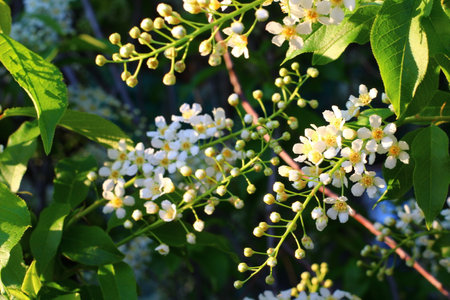 Prunus padus, known as bird cherry, hackberry, hagberry, or Mayday tree, is a flowering plant in the rose familyの写真素材