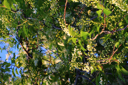 Prunus padus, known as bird cherry, hackberry, hagberry, or Mayday tree, is a flowering plant in the...