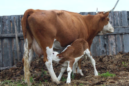 Fluffy dairy heifer and baby cattle sucking milk from udderの写真素材