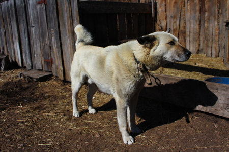 A stray dog on a leash stands in the yard of an old farmhouse.