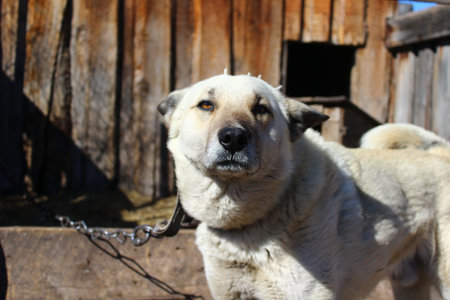 dog on a leash in the village. Close-up.