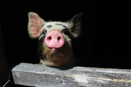 Piglet looking from behind wooden pigpen fenceの写真素材