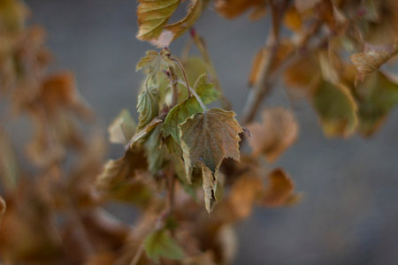 leaves Dry of currant bush in autumn
