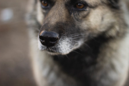 senior dog portraitの写真素材