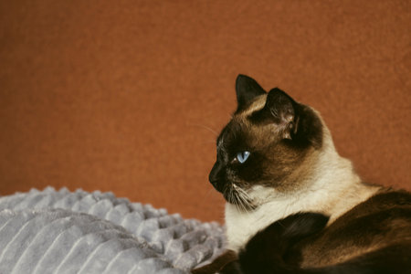 Thai Siamese sleepy cat lying on sofaの写真素材