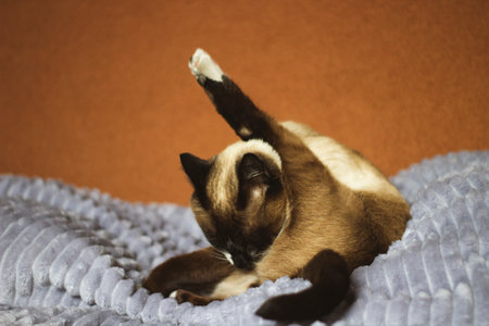 Thai Siamese Cat Licking Washing Himself Lying on Bedの写真素材
