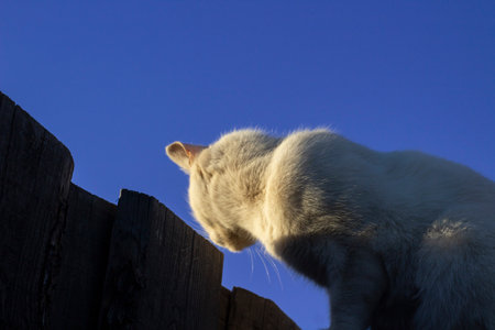 White cat sitting on wood fence post