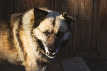 senior dog portraitの写真素材