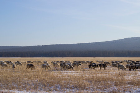 Sheep in a field on a sunny winter dayの写真素材