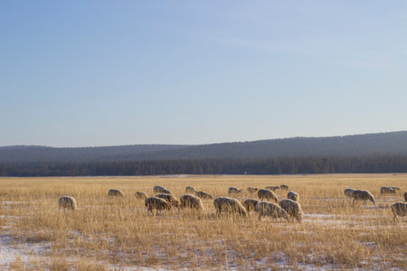 Sheep in a field on a sunny winter day