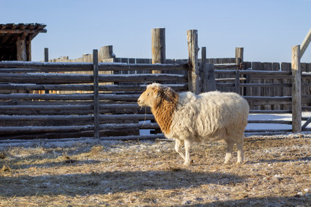 Sheep in the pen on a background of wooden fence in winterの写真素材