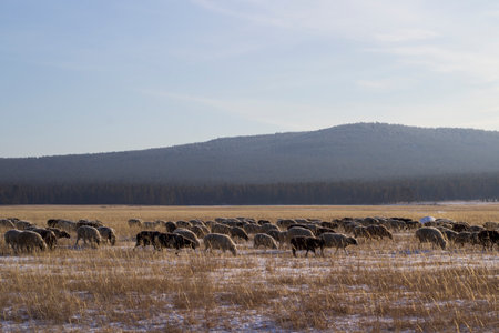 Sheep grazing in the meadow in winterの写真素材