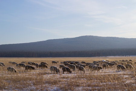 Sheep in the field. Winter landscape with a herd of sheep.の写真素材