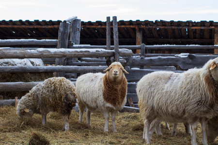 Sheep on the farm in winterの写真素材