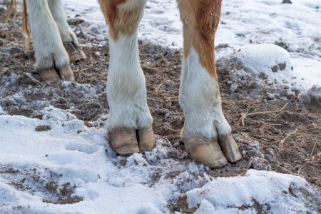 Cow's hooves. Cattle standing in snow in winterの写真素材