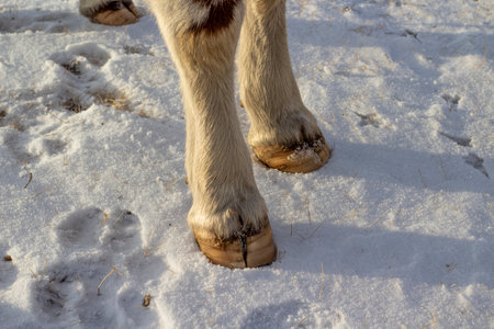 Cow's hooves. Cattle standing in snow in winterの写真素材
