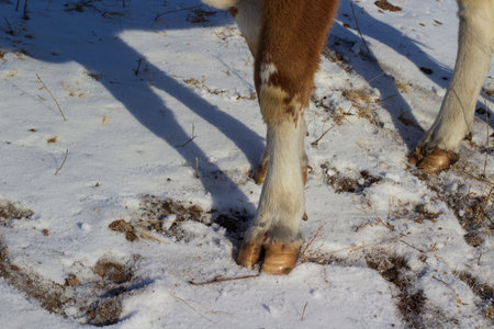 Cow's hooves. Cattle standing in snow in winterの写真素材