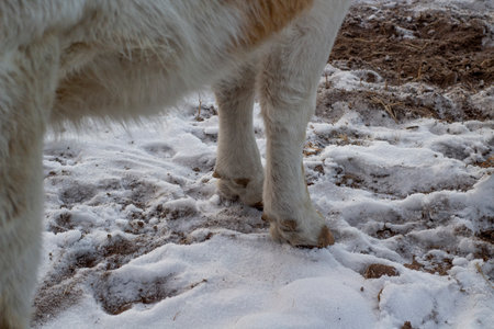 Cow's hooves. Cattle standing in snow in winterの写真素材