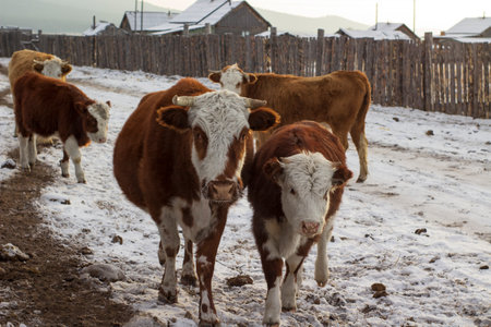 Herd of cows on a snow-covered field in winter.の写真素材