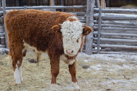 Brown cow on the farm. Cattle in the village in winter.の写真素材