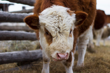 Portrait of a cow on a farm. cows in the paddock.の写真素材
