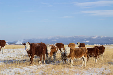 Herd of cows on a meadow in the mountains in winterの写真素材