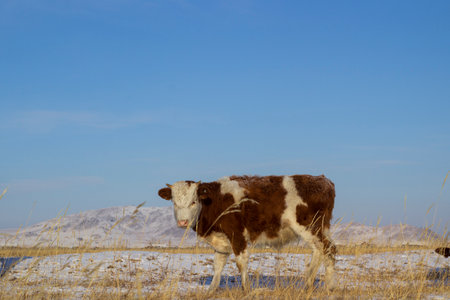 Cow on the prairie in winter, with snow and blue skyの写真素材